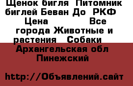 Щенок бигля. Питомник биглей Беван-До (РКФ) › Цена ­ 20 000 - Все города Животные и растения » Собаки   . Архангельская обл.,Пинежский 